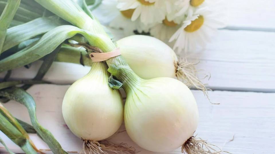 лук